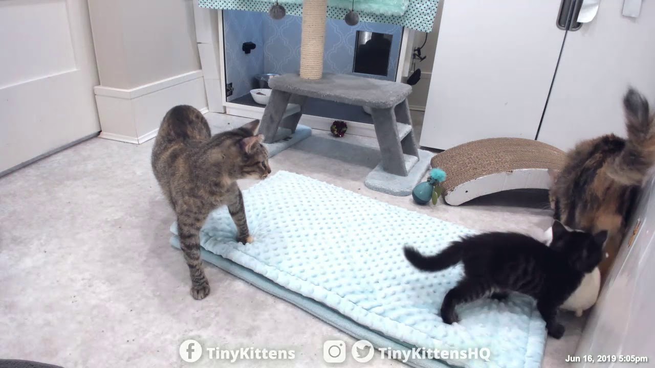 Feral mama cats playing together for the first time! Nelia & Serenity ...