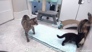 Feral mama cats playing together for the first time! Nelia & Serenity - TinyKittens.com Feral mama cats playing together for the first time! Nelia & Serenity - TinyKittens.com