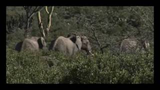 Laikipia Elephant Project Overview
