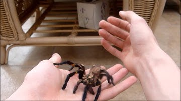 Some footage of my MM P.metallica - A handling video