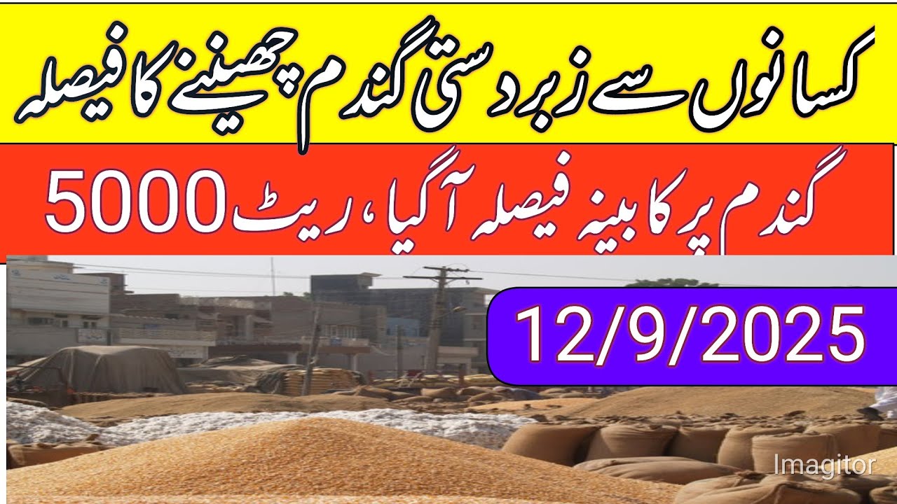 Punjab wheat support price 2025/gundam support price in Punjab pakistan ...