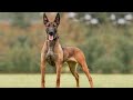 10 Facts About Belgian Malinois That You Don't Know