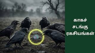 Why Crows Gather Around Their Dead? The Truth About Crow Funerals