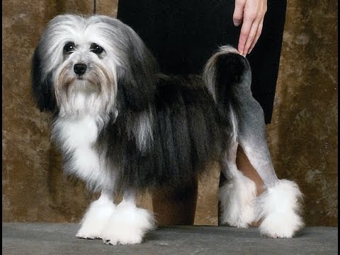When And Where To Warch Westminster Dog Show When And Where To Warch Westminster Dog Show