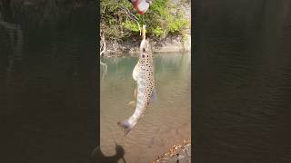 ФОРЕЛЬ в реке Большая Лаба #trout#fishing#daiwa#shorts#video#рыбалка#форель#шортс#видео#дайва#горы
