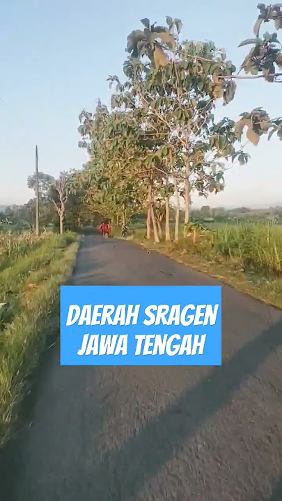 Keindahan Jalan Desa Di Sragen Jawa Tengah #shorts #wisata #pedesaan #sawah