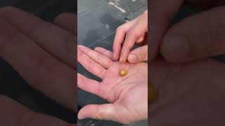 スローでも見えない小マメを切ってみた