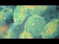 How did the evolution of complex life on earth begin  the gene code episode 1  bbc four
