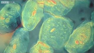 How did the evolution of complex life on Earth begin? - The Gene Code, Episode 1 - BBC Four