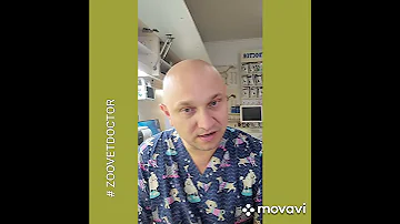 Продукты которые запрещено давать собакам кошкам изюм виноград советы ветеринара Дмитрия Ушакова vet