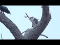 An adult Peregrine Falcon gently mobbed by American Crows