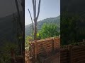 Revised Farm edition #nature #homestay #@LaTo.