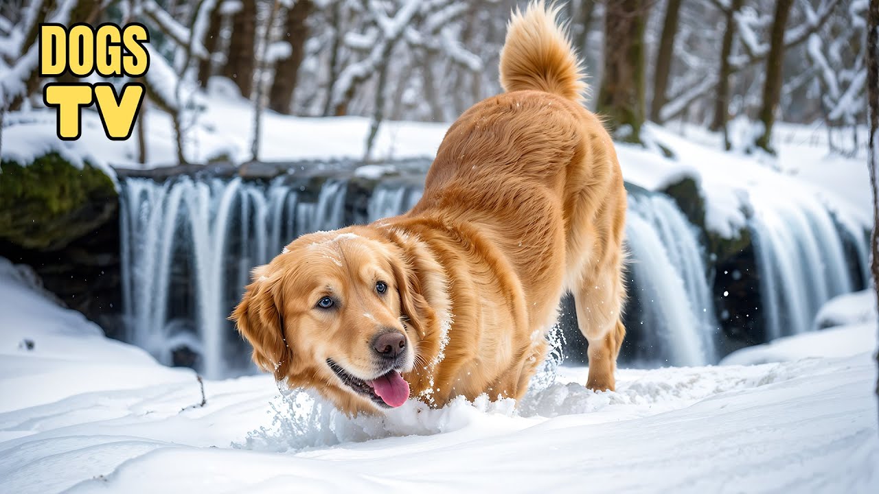 🔴Рождественская терапевтическая музыка для собак 🎄Расслабляющая музыка, которая поможет собакам з...