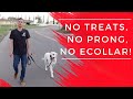 Stop leash pulling fast  no ecollar no prong no treats