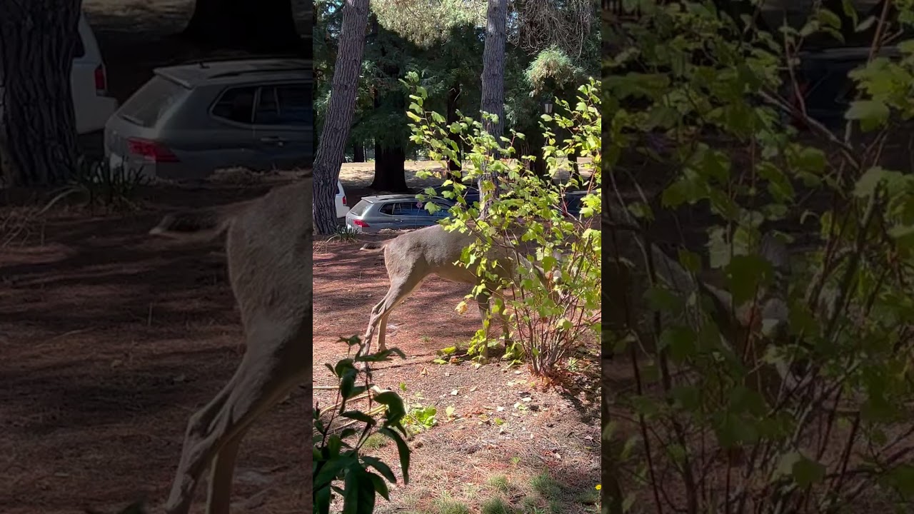 Deer rubbing a berry bush. He almost looked stuck a couple times! 