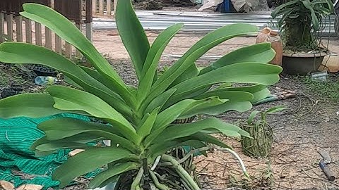 lan ngọc điểm rừng giá rẻ. Sdt zalo 0987157820