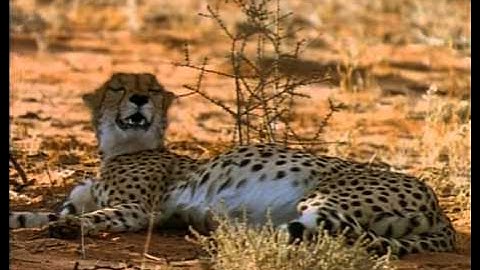 Cheetahs: The Deadly Race - A Documentary by National Geographic