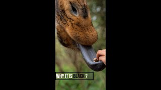 ज़िराफ की जीब काली क्यू होती है / why giraffe tongue is black | #shorts #facts #giraffe #short