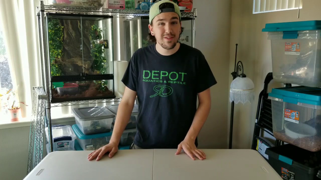Upcoming Reptile Shows and Recycling - YouTube