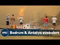 Dramatische WALDBRÄNDE wüten weiter: Feuer in Türkei, Italien und Griechenland