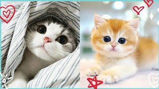 '2024's Cute Cat and Dog  Videos : Prepare for Cuteness Overload || cute cats and dogs video !'
