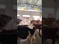 Dil ka sukun 🥰❣️❣️ #viral #cow #dairyherd #youtubeshorts #baffalo #bigdairy #drinkmilk #buffalomilk