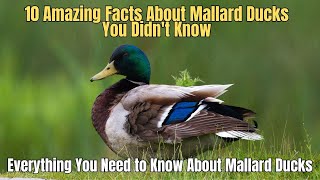 🦆 10 Amazing Facts About Mallard Ducks You Didn&#39;t Know ❌