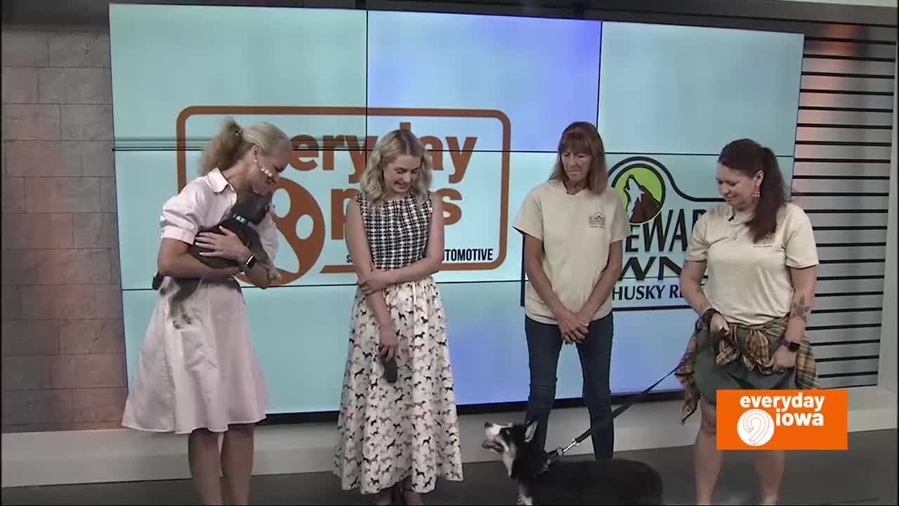 Homeward Bound Siberian Rescue introduces adoptable puppies, shares how people can help