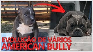 A INCRÍVEL EVOLUÇÃO DE VÁRIOS AMERICAN BULLY