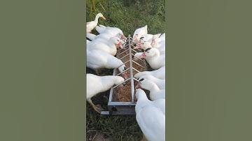 Cho Ngân ,Ngỗng ,Vịt ăn thân cây chuối ủ lên men .