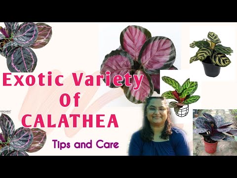 Calathea Plant Care and Collection|Beautiful Indoor Plants|Prayer plant