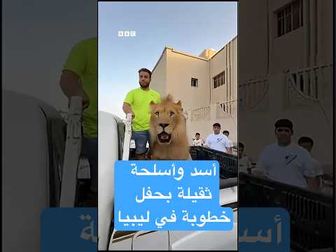 أسد وأسلحة ثقيلة بحفل خطبة بمدينة الزاوية الليبية