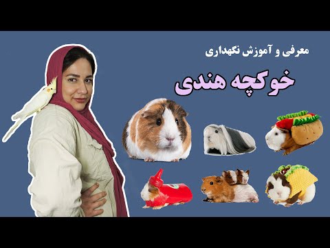 تصویری: 4 راه برای غلبه بر سگ های هنری