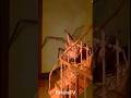 Animal Metamorphosis Amazing Spider #animaljourney #animaltransformation #wildlife #animalgrowth