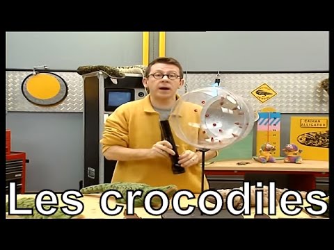 Vidéo: Pourquoi Ont-ils Des Crocodiles ?