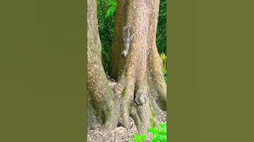 4K ASMR | Two Squirrels Chasing Crisps on the Tree!