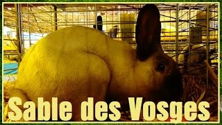 Sable des Vosges - Lapin - Oryctolagus cuniculus - Salon de l'Agriculture 2016 - 24/03/2016