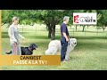 Canibest ducation canine passe  la tv