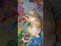 แมวที่บ้านเป็นอย่างนี้ครับ🤣🤣🤣 #แมว #cat #ฟีด #ฟีดเถอะ