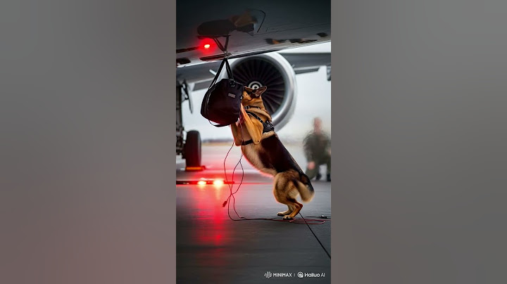 Military Dog Saves Everyone's Life from Deadly Accident! #rescue #animals #pets