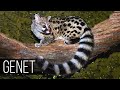 GENET is the flexibility and agility of the marten together with the habits and character of the Cat