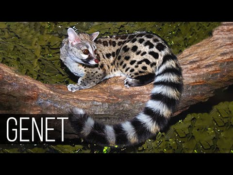 Video: Kunnen genets huisdieren zijn?