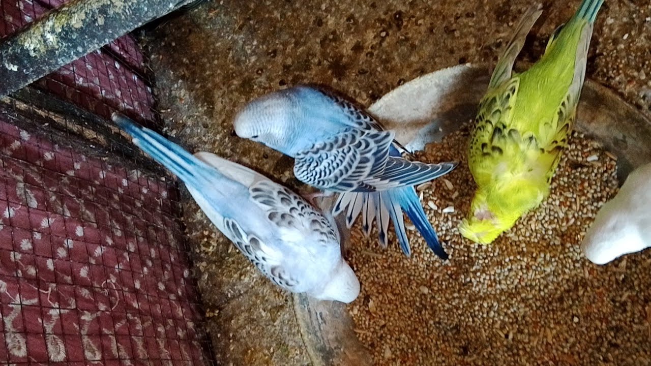 Budgie chirping soundBudgies chirping soundsparakeet bird sounds, 