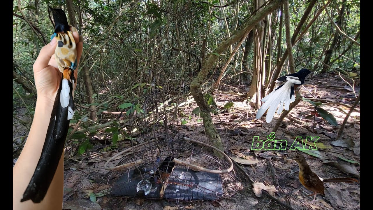 Bẫy chòe lửa KÉO THUỐC LÀO bắn AK