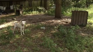 Deputies: Dog owner charged with 7 counts of animal abandonment