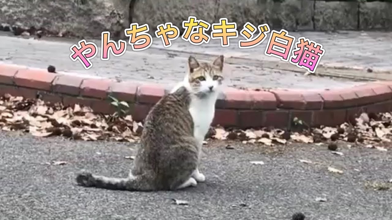 やんちゃなキジ白猫は一人でも遊べます のらねこ日記 Youtube やんちゃなキジ白猫は一人でも遊べます のらねこ日記 Youtube
