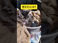 【勝手に備忘録】ちぃちぃが虹の橋に旅立ちました。これから招き猫の修行に入ります😺