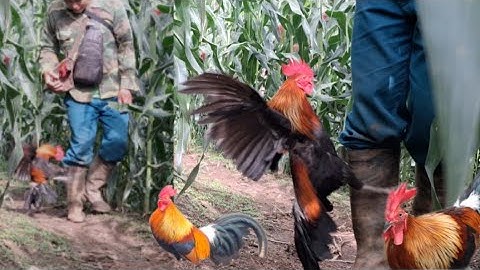 Gà rừng mã vàng đá chân cực hót.qaib qus daj zoo ncaws kuv taw khav tiag tiag