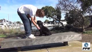 Bishop - A Black Russian Terrier