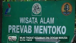 PREVAB MENTOKO HABITAT ORANGUTAN DI KUTIM